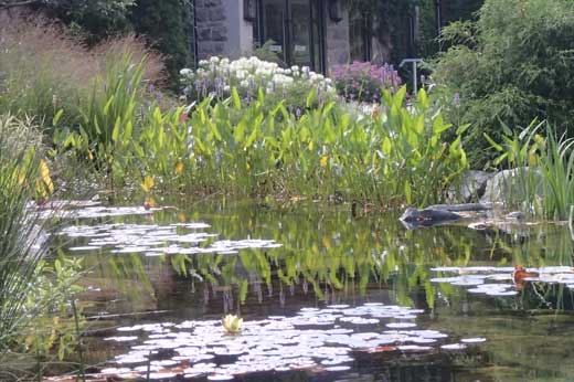 We provide full service maintenace of ponds We provide full service maintenace of ponds